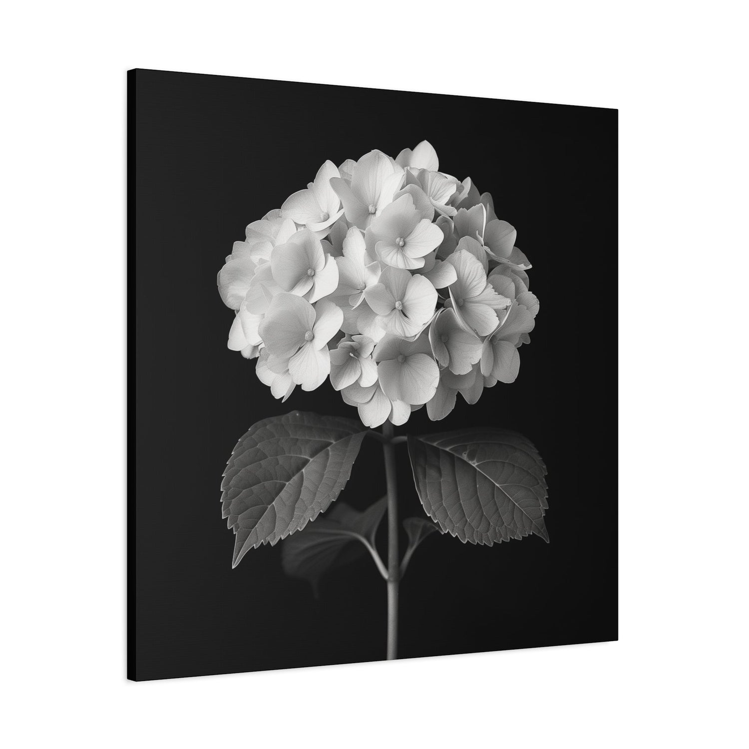 Black and White Flower Portrait Series