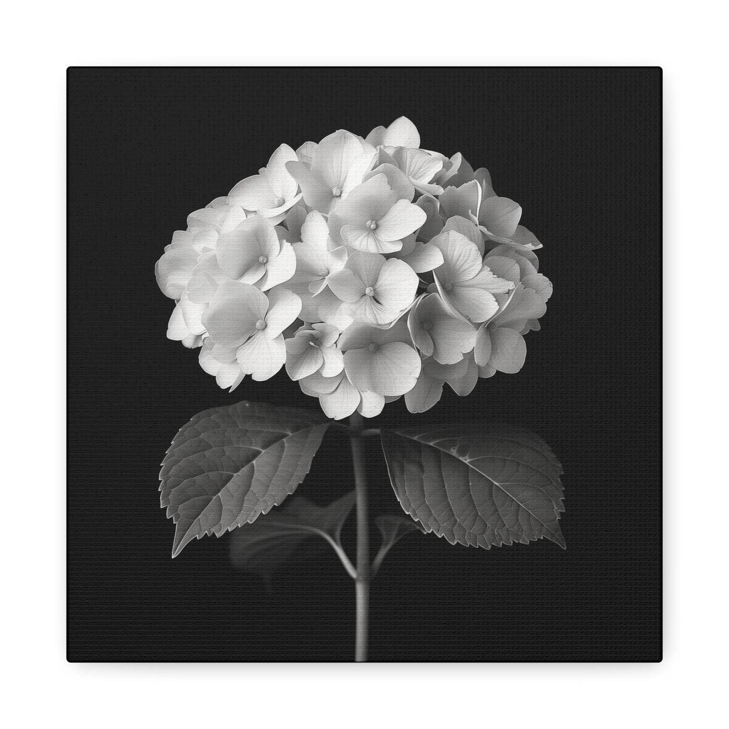 A black and white portrait of a hydrangea flower. Matte Canvas, Stretched, 1.25"