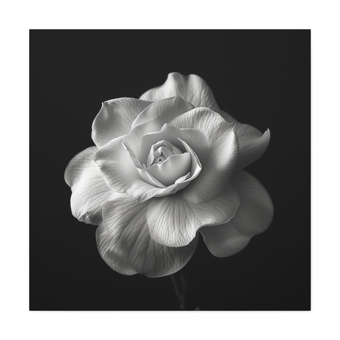 A black and white portrait of a white gardenia flower. Matte Canvas, Stretched, 1.25"