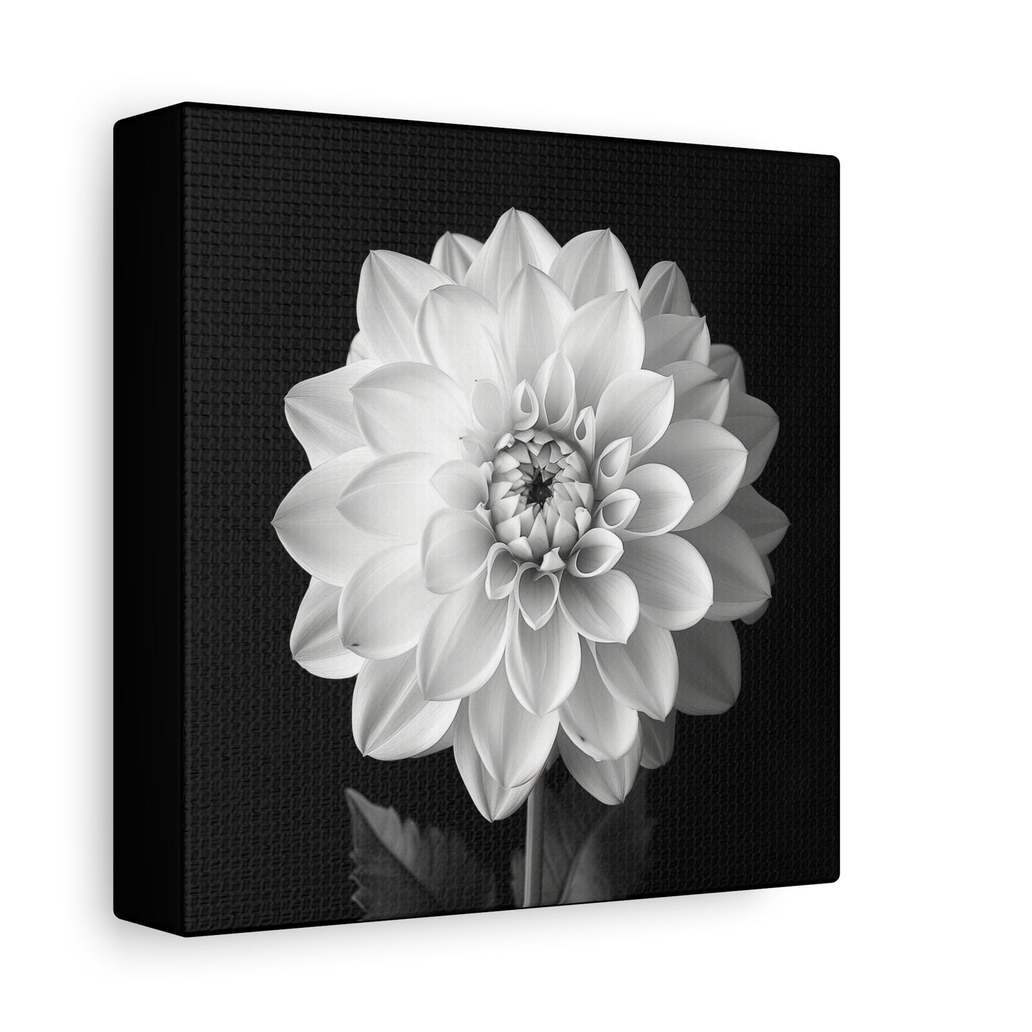 A black and white portrait of a dahlias flower. Matte Canvas, Stretched, 1.25"